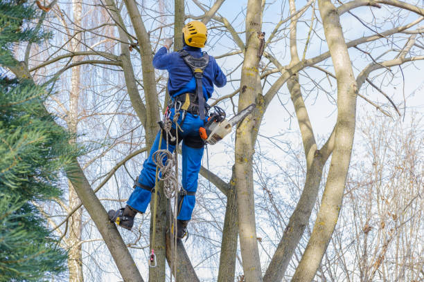 Best Tree Maintenance Programs  in Wd, AR