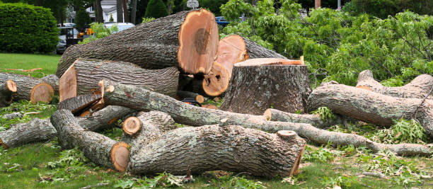 How Our Tree Care Process Works  in  Ward, AR