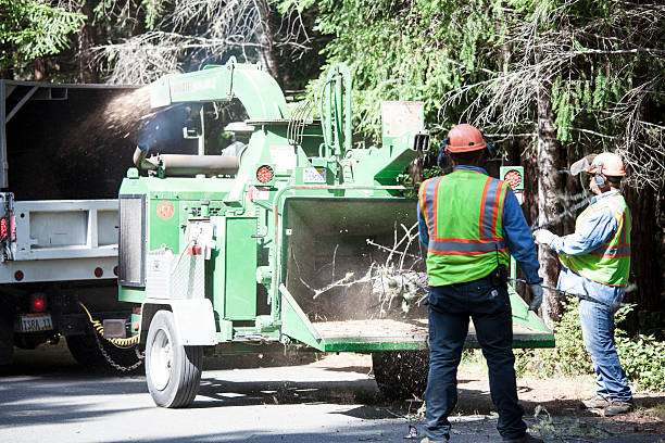 Best Leaf Removal  in Wd, AR