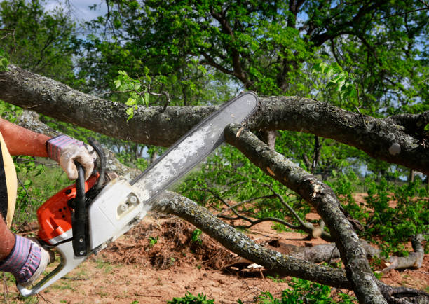 Best Tree and Shrub Care  in Wd, AR